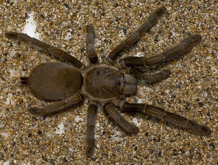 Eastern-Tarantula