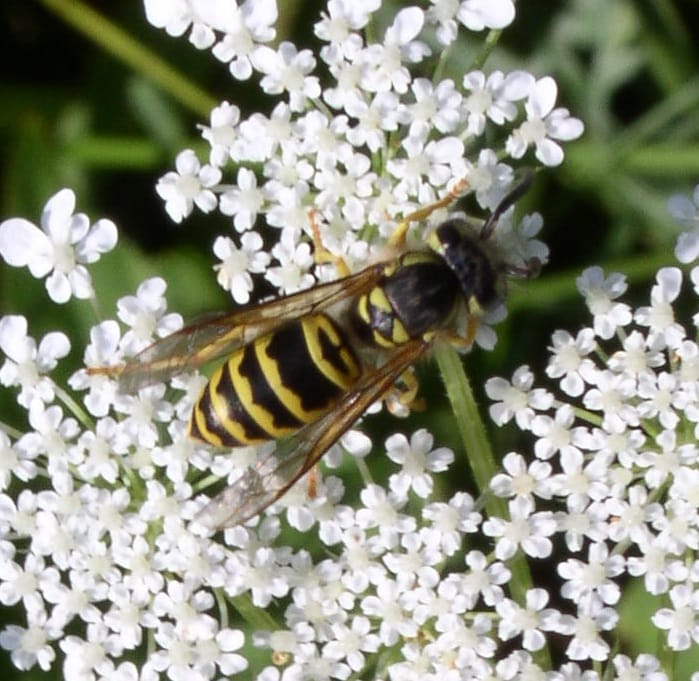Eastern-Yellowjacket