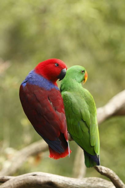 Eclectus-Parrot