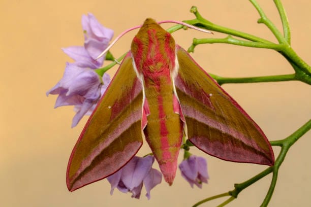 Elephant-Hawk-Moth