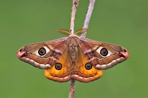 Emperor-Moth