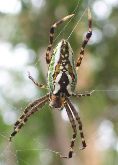 Enamelled-Spider