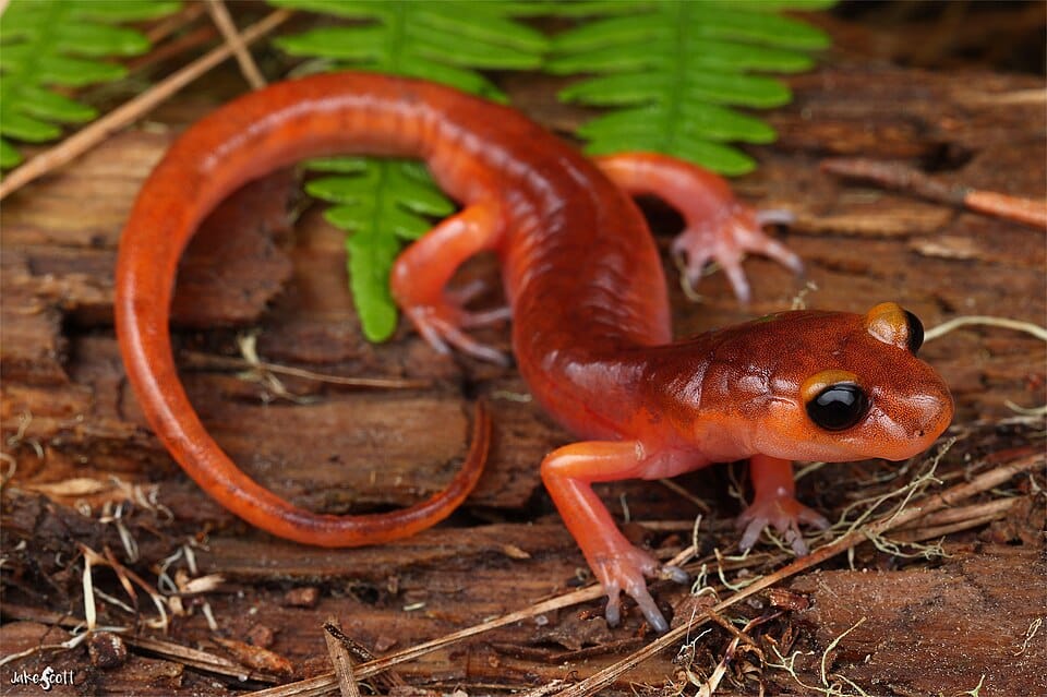 Ensatina