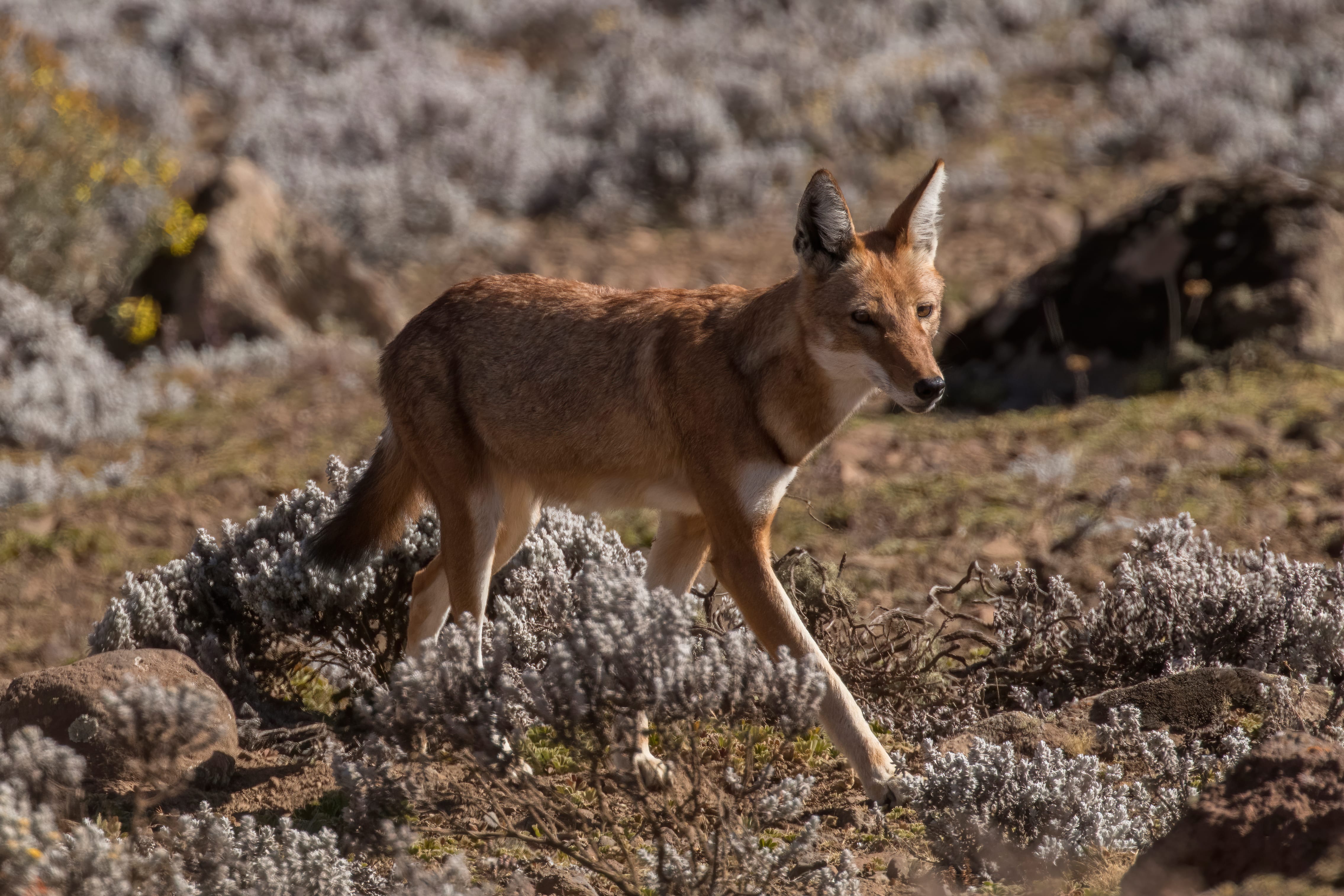 Ethiopian-Wolf