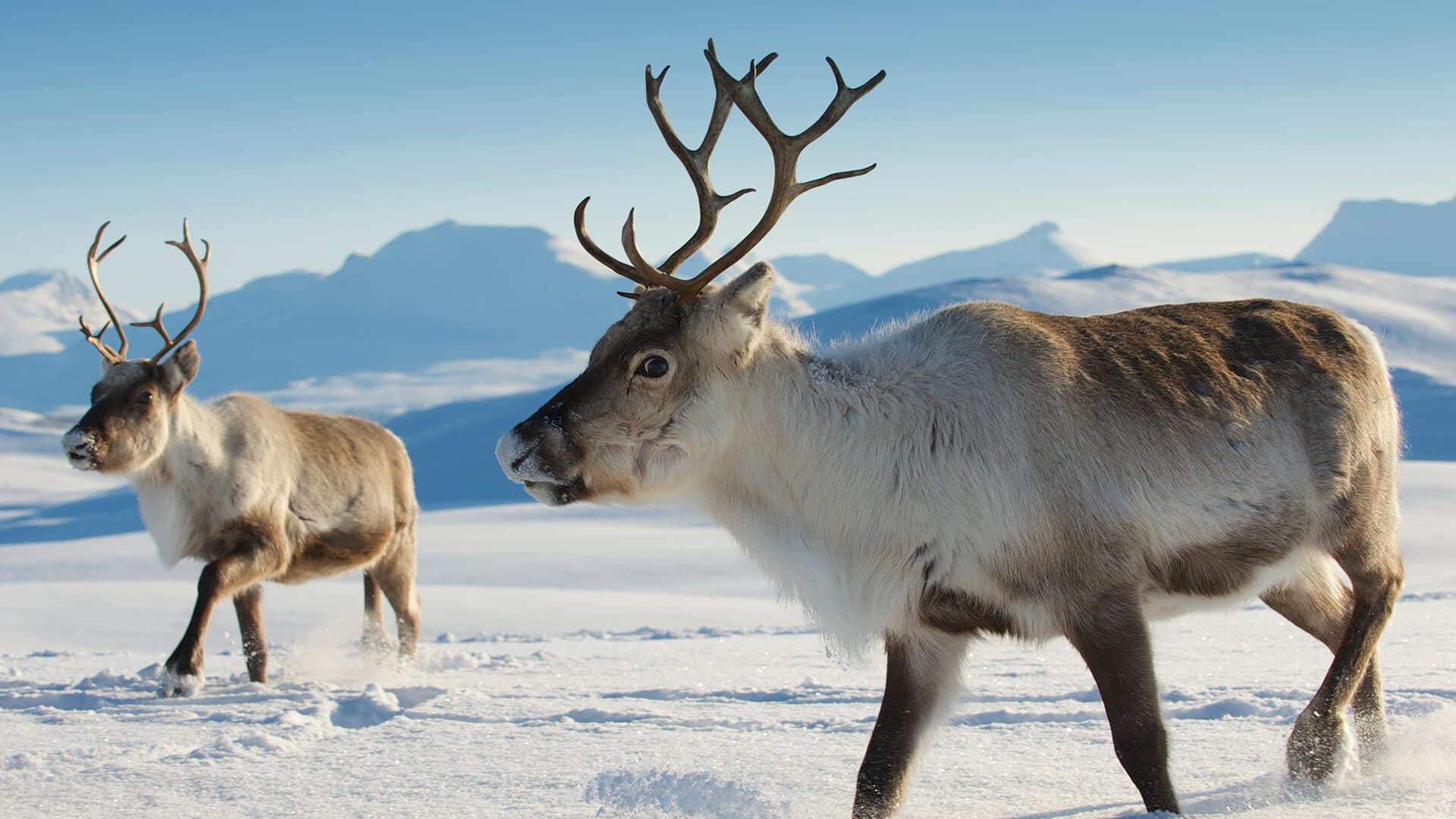 Eurasian-Tundra-Reindeer
