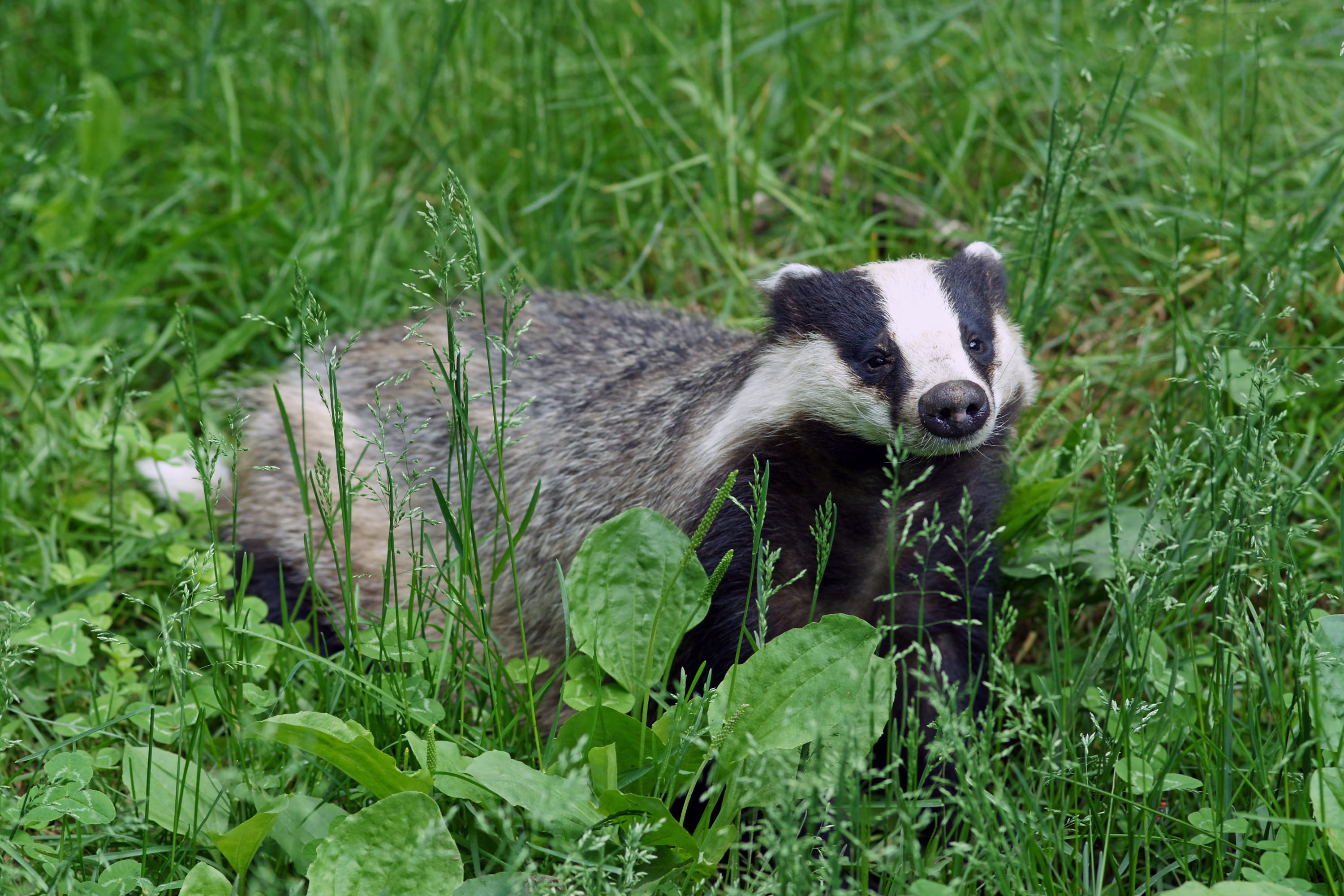 European-Badger