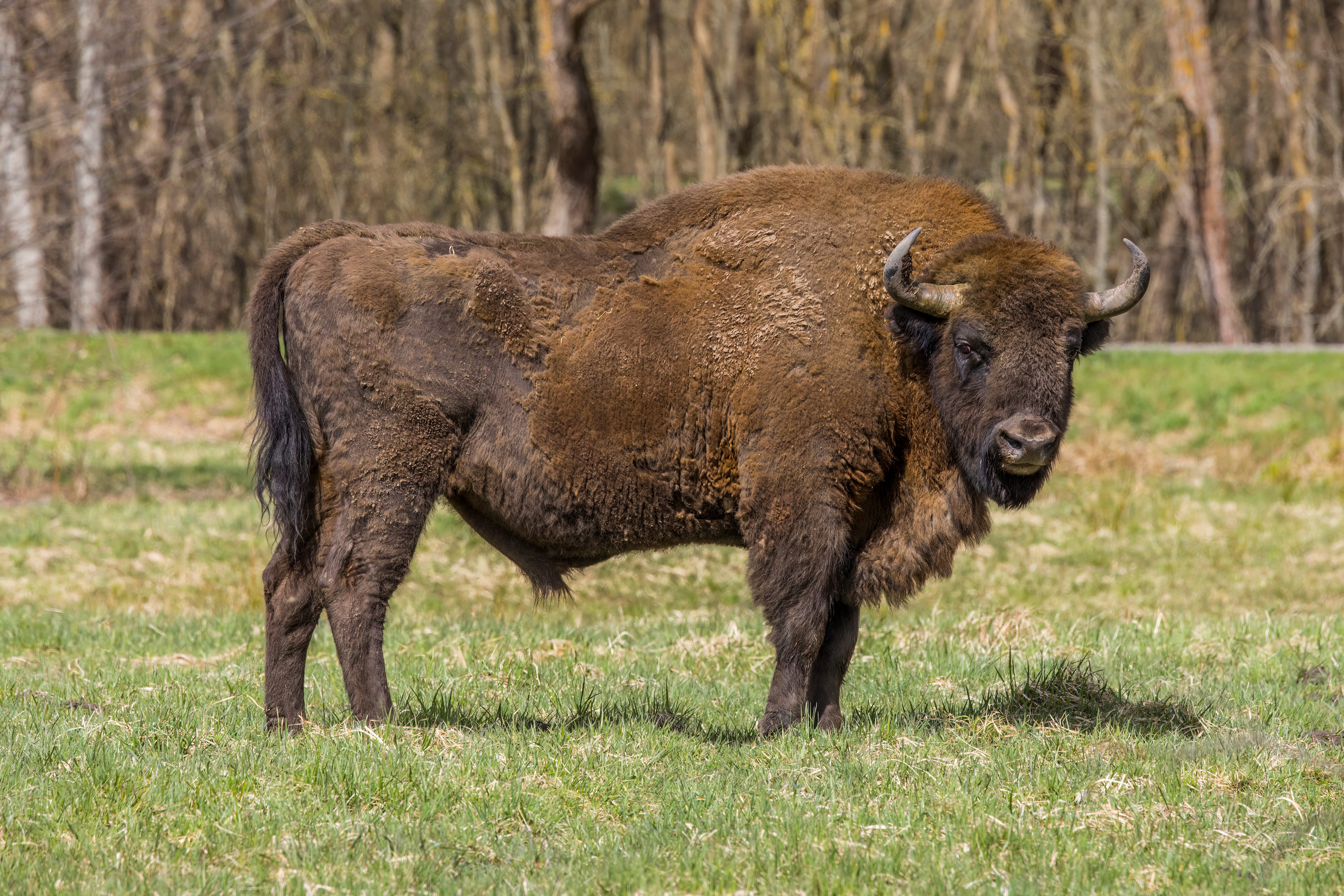 European-Bison