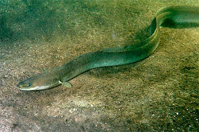 European-Eel