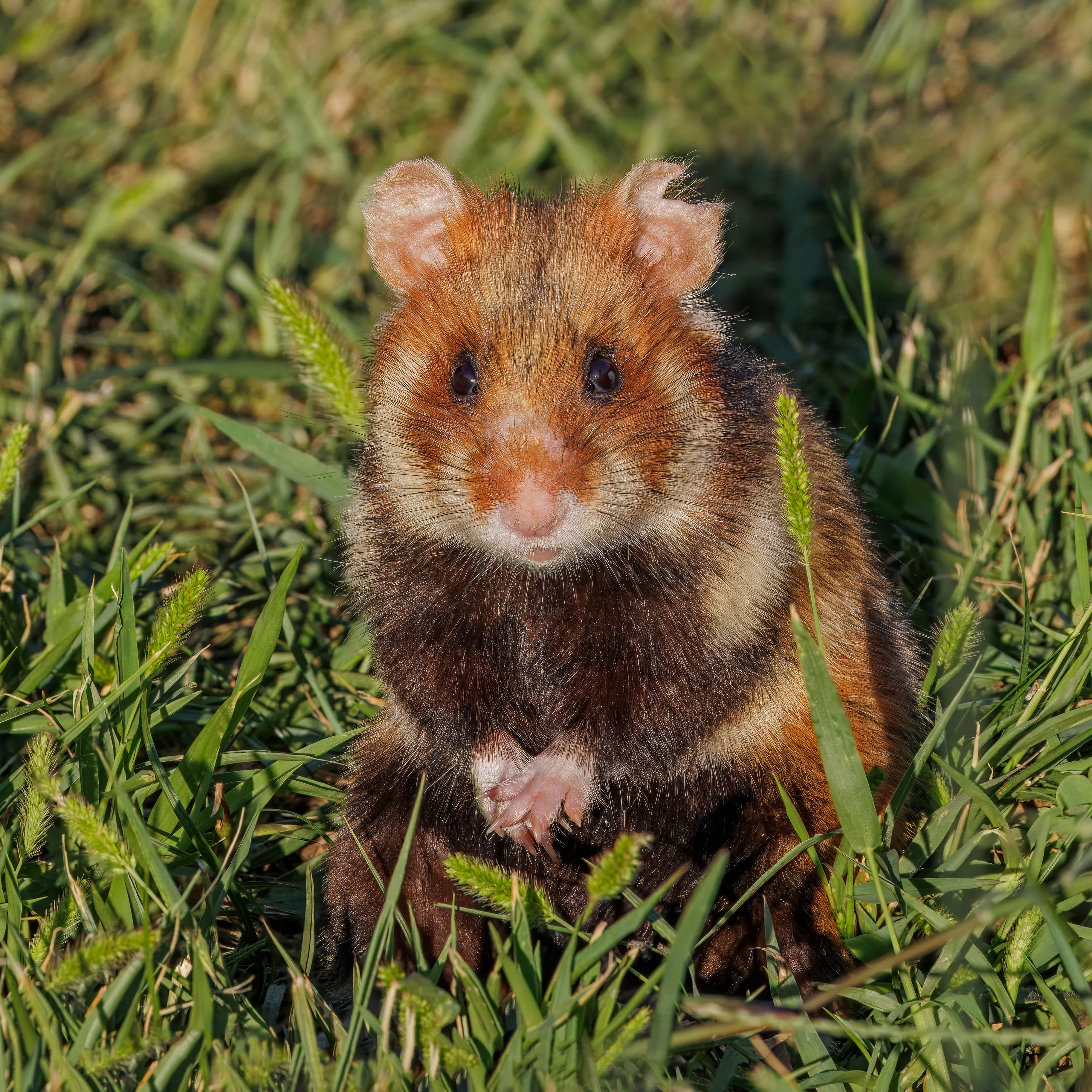 European-Hamster-Common-Hamster