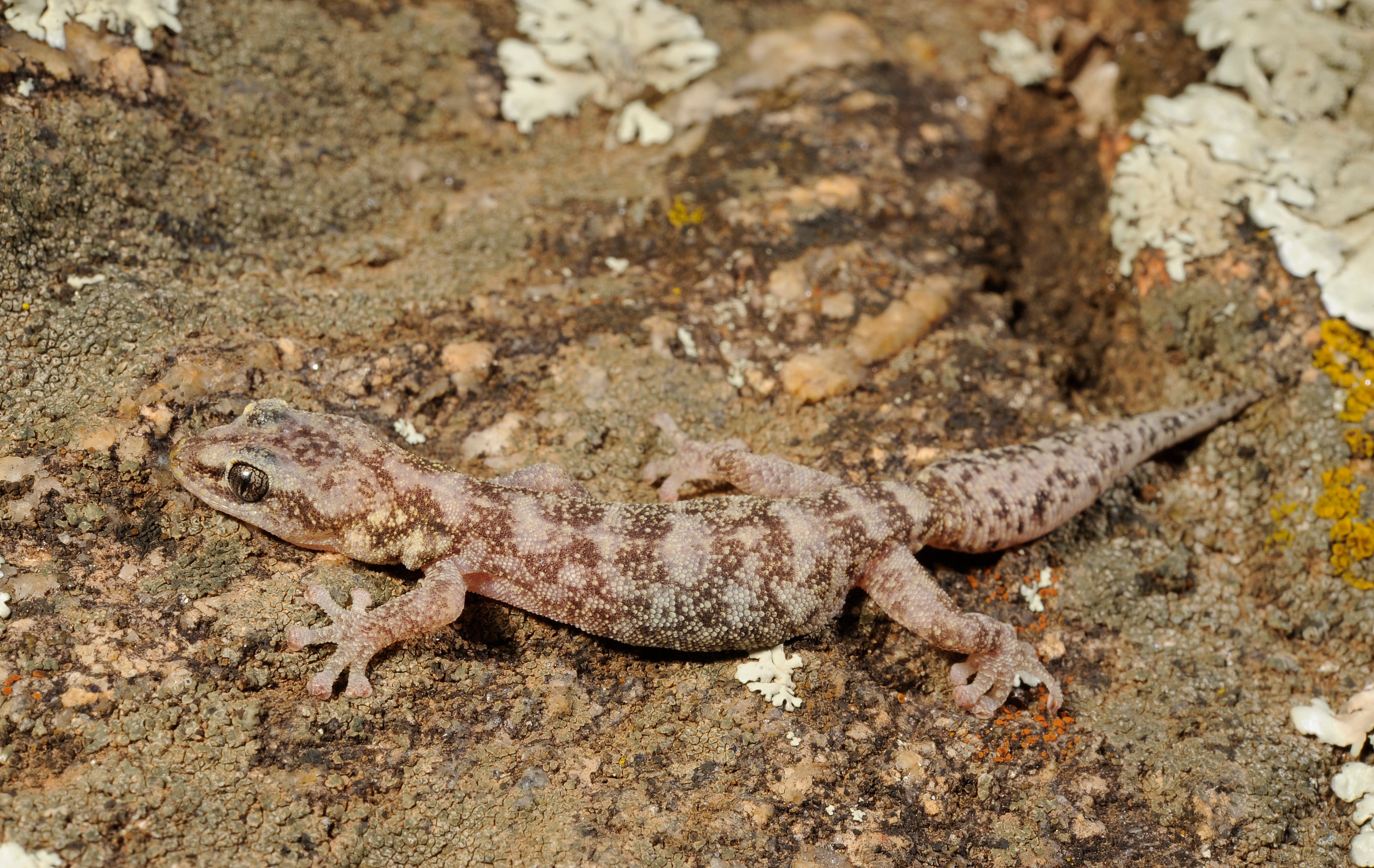 European-Leaf-Toed-Gecko