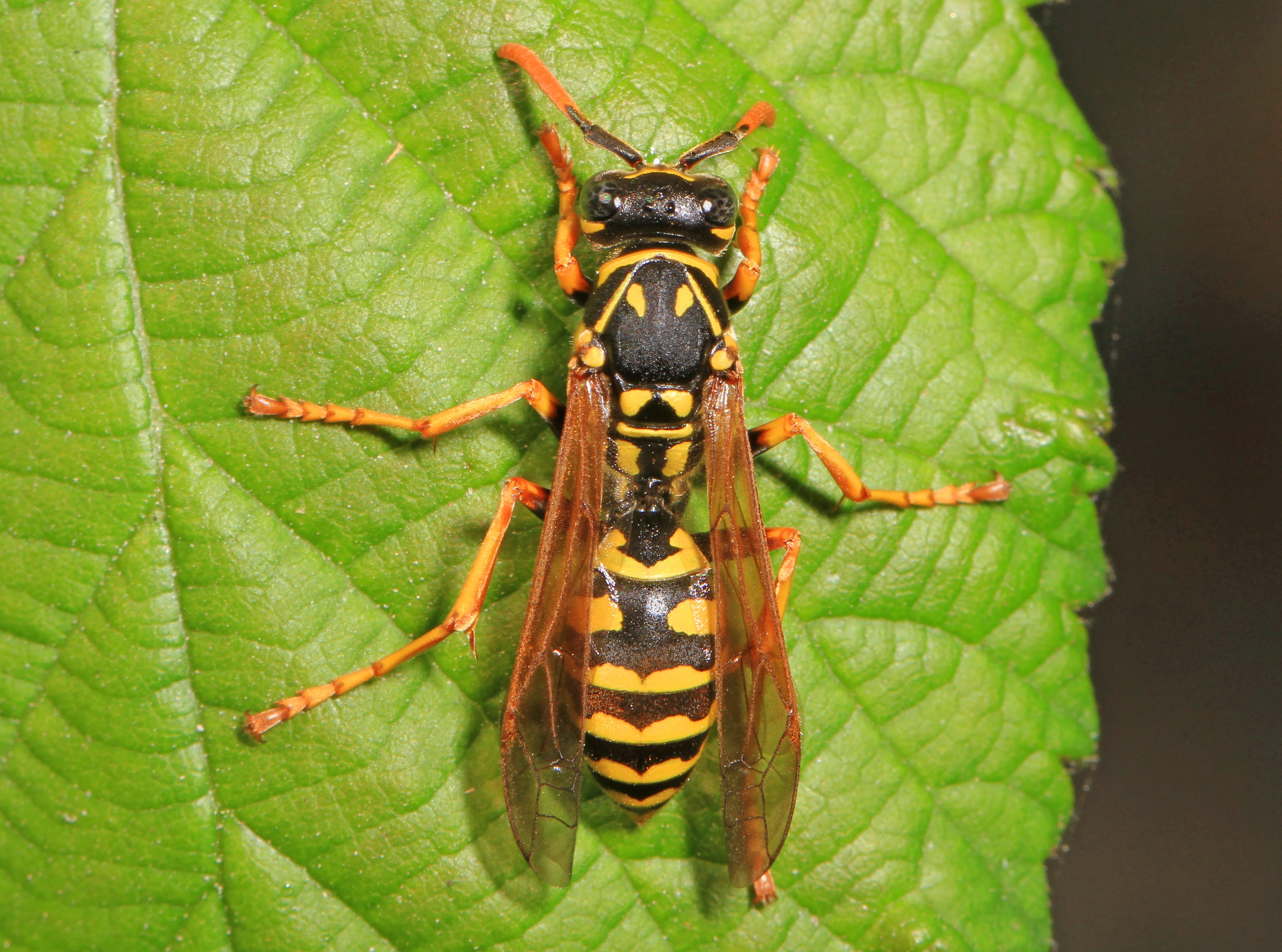 European-Paper-Wasp