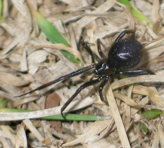 False-Black-Widow