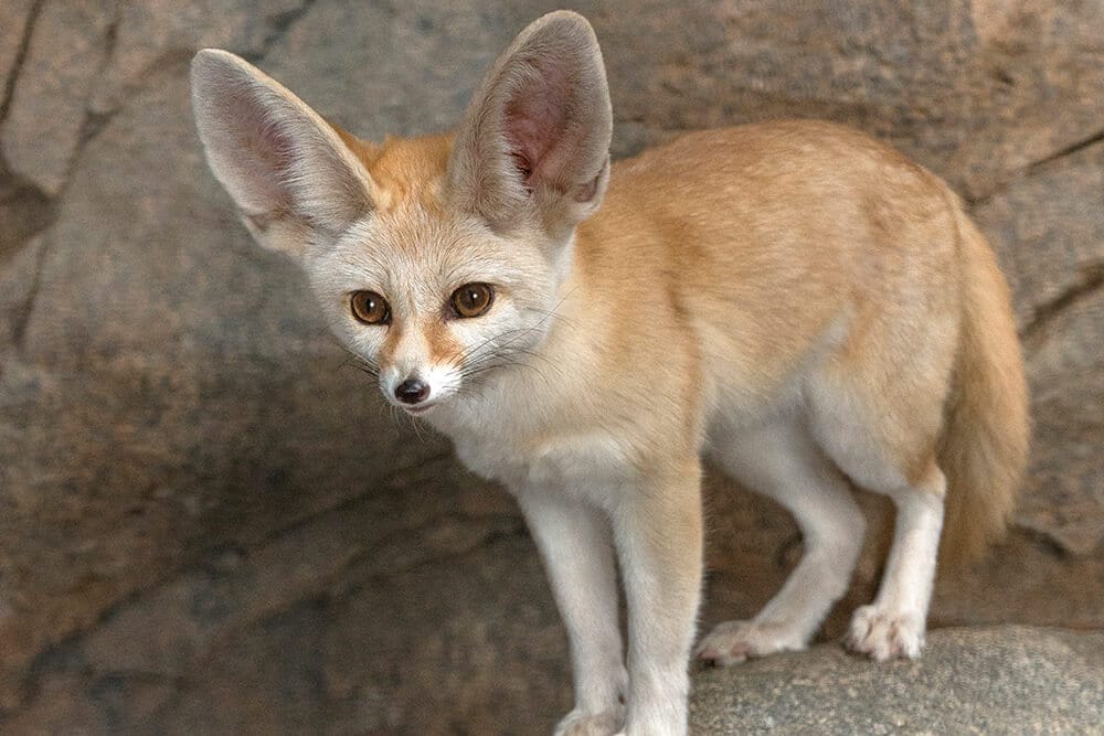 Fennec-Fox