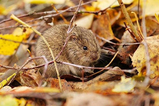Field-Vole