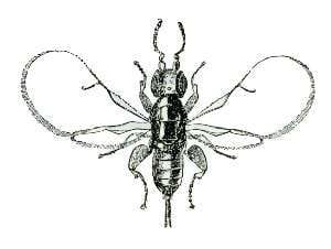 Fig-Wasp