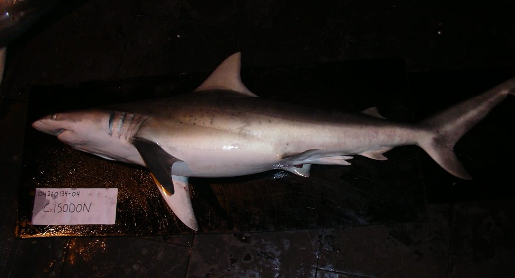 Finetooth-Shark