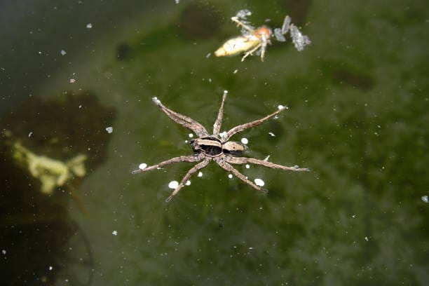 Fishing-Spider