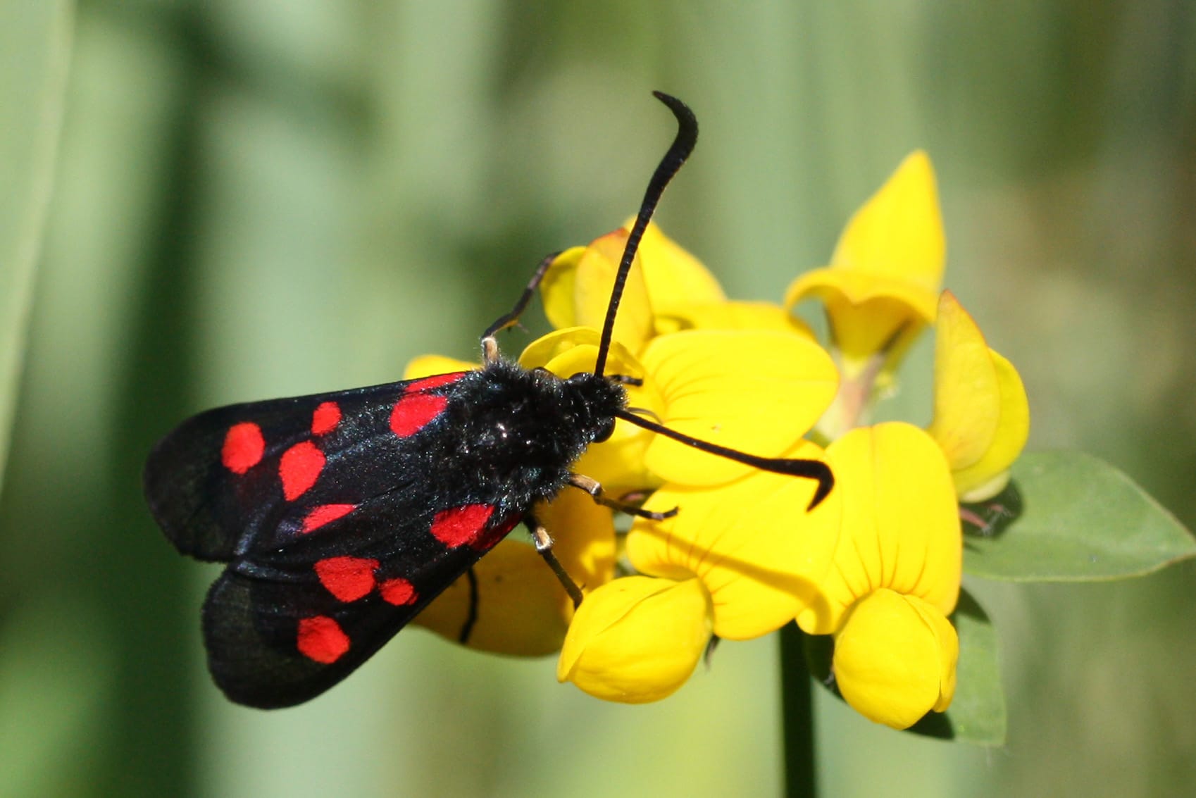 Five-spot-Burnet
