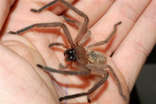 Flat-Huntsman-Spider