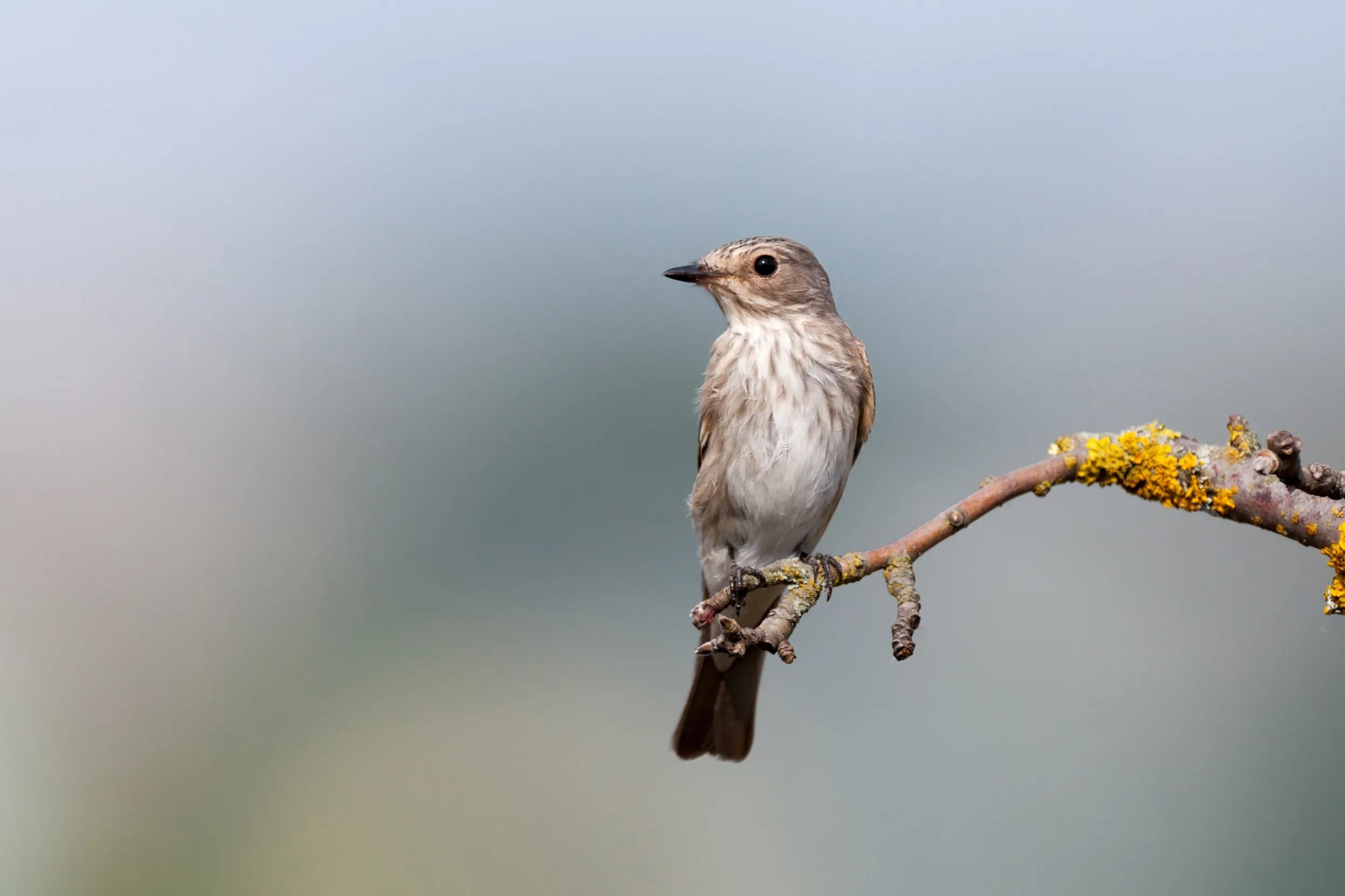 Flycatcher