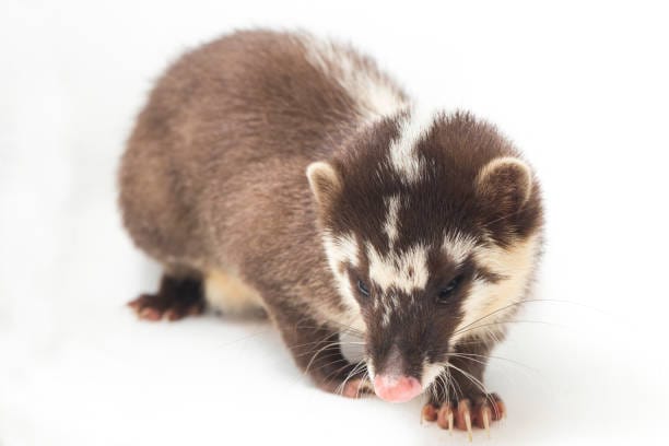 Formosan-Ferret-badger