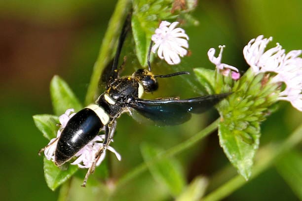 Four-Toothed-Mason-Wasp