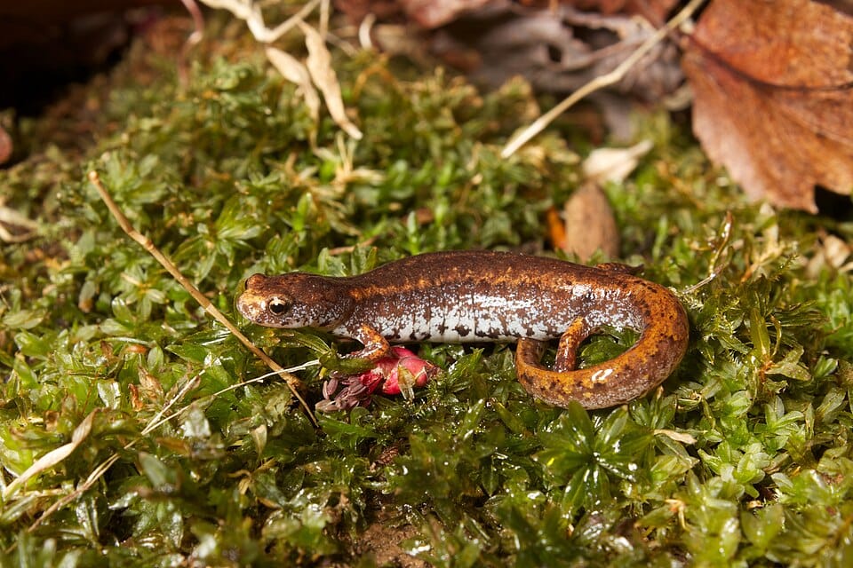 Four-toed-Salamander