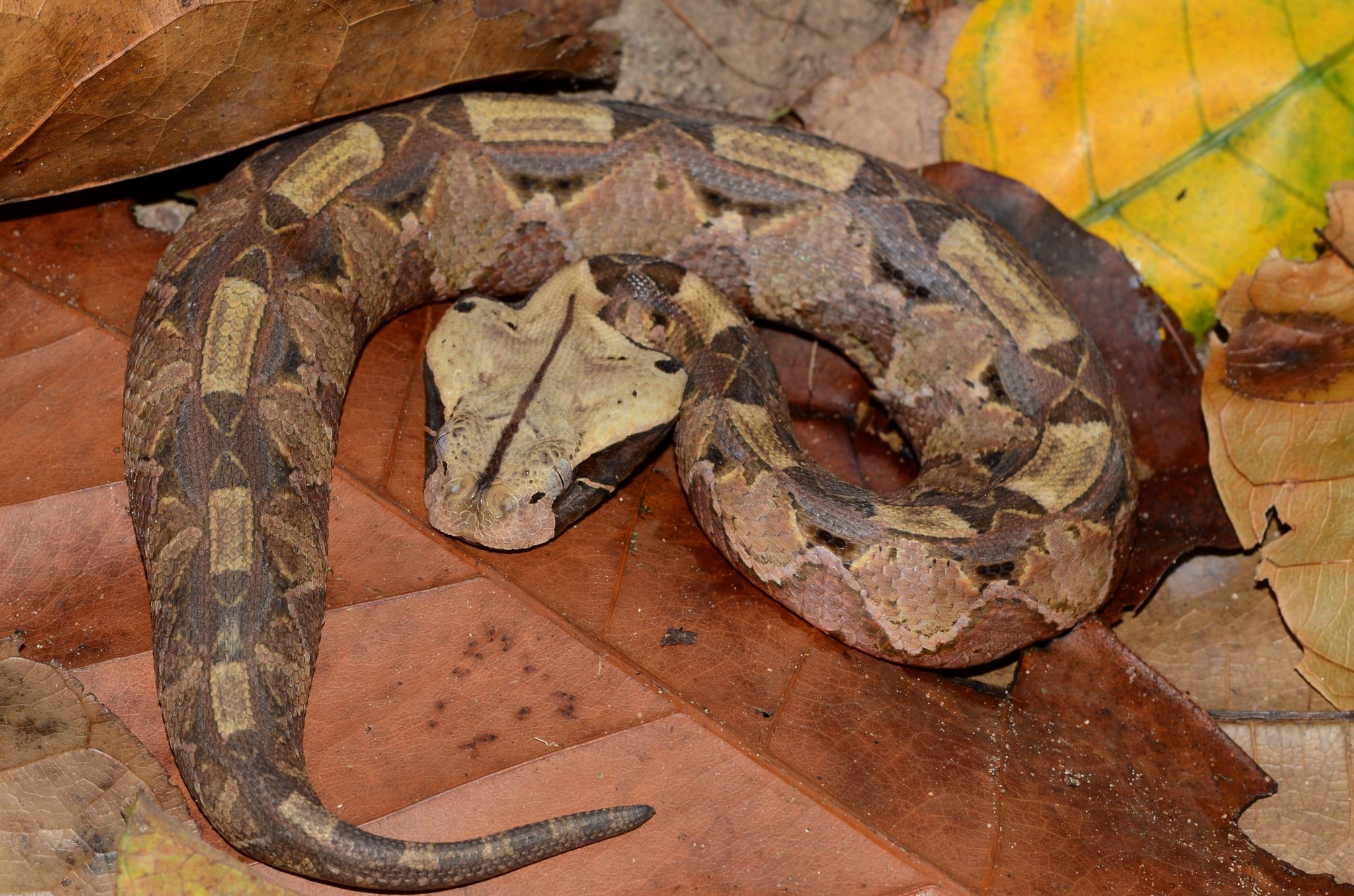 Gaboon-Viper