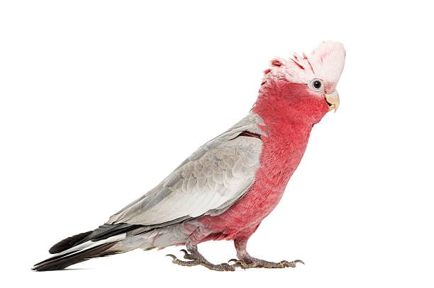 Galah