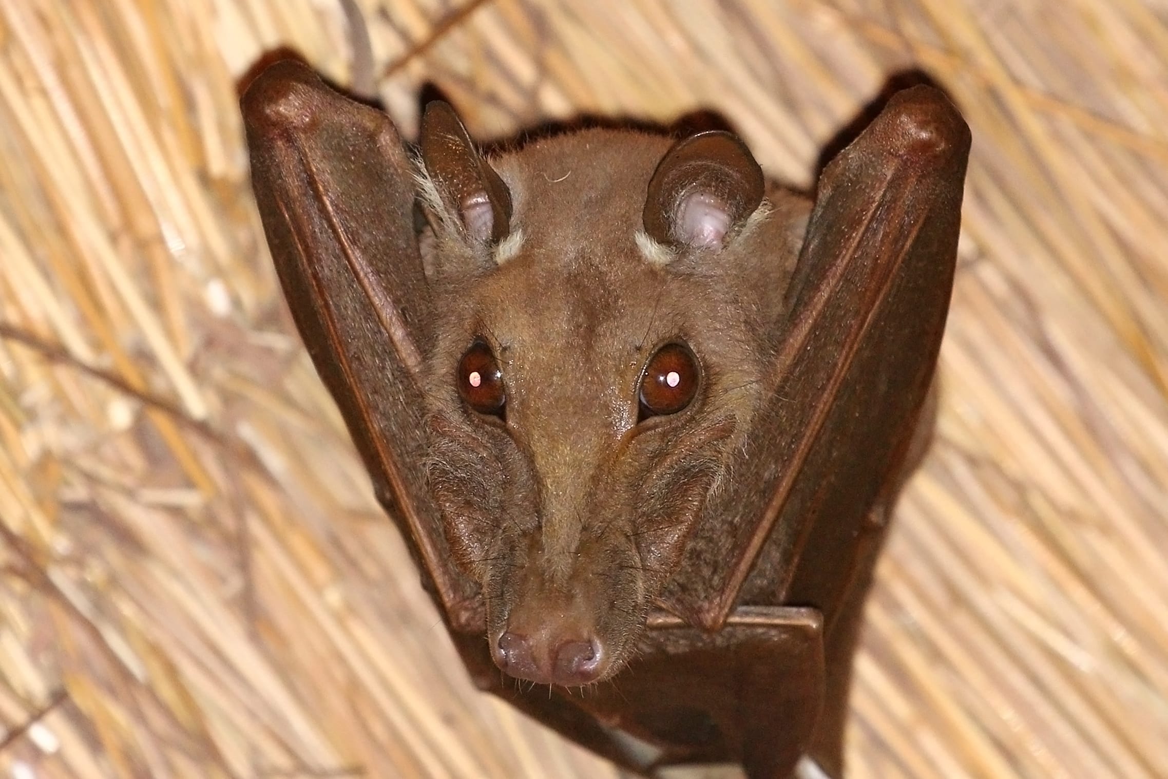 Gambian-Epauletted-Fruit-Bat