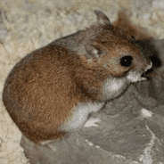 Gansu-Hamster