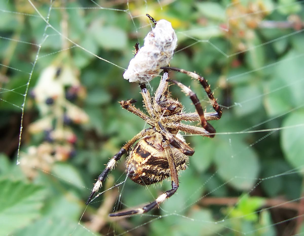 Garden-Orb-Weaving-Spider