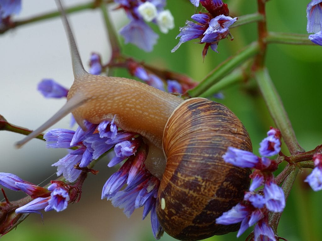 Garden-Snail