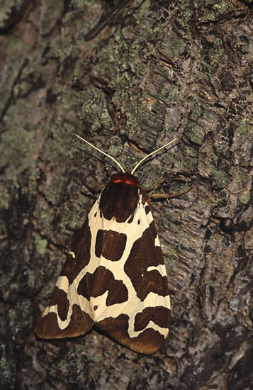 Garden-Tiger-Moth