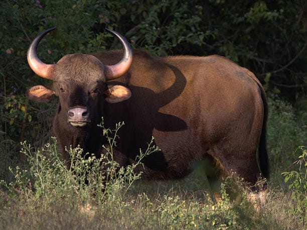 Gaur