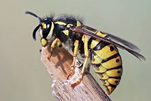 German-Wasp