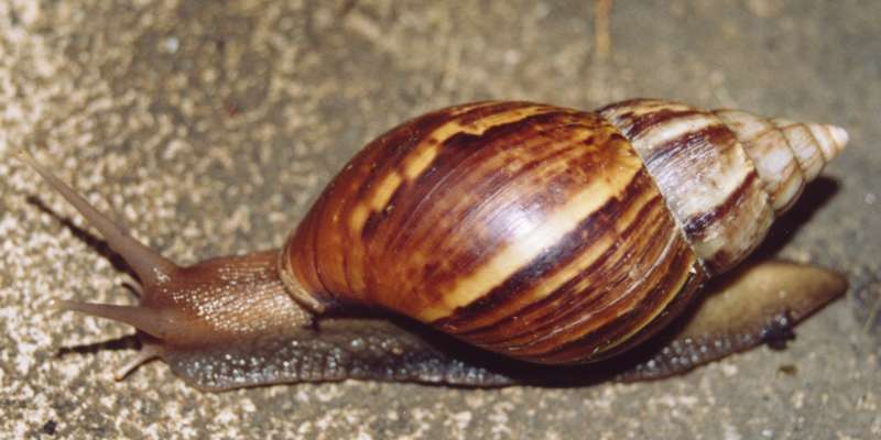 Giant-African-Land-Snail