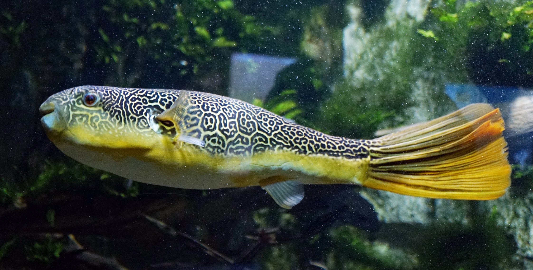 Giant-MBU-Pufferfish