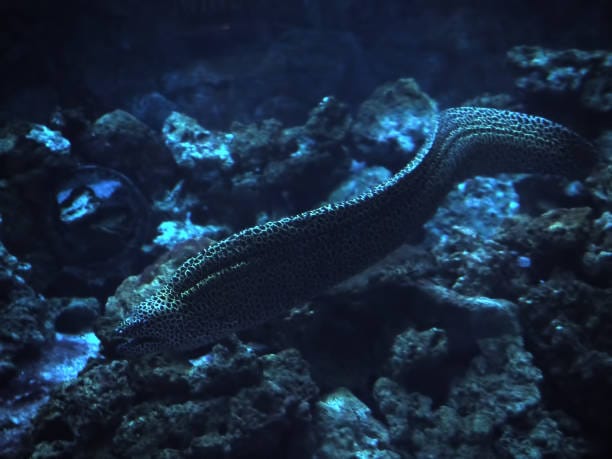 Giant-Moray