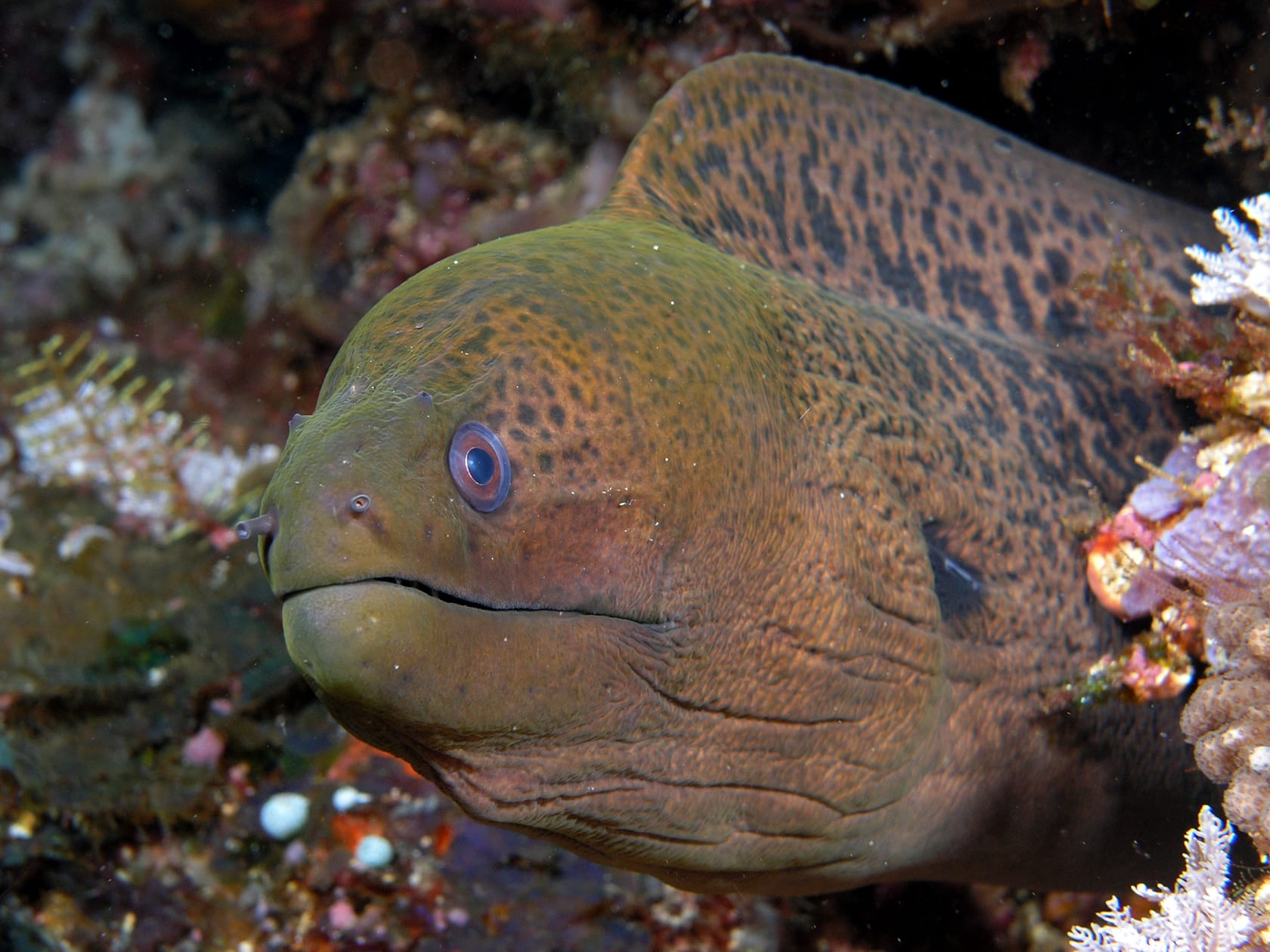 Giant-Moray2