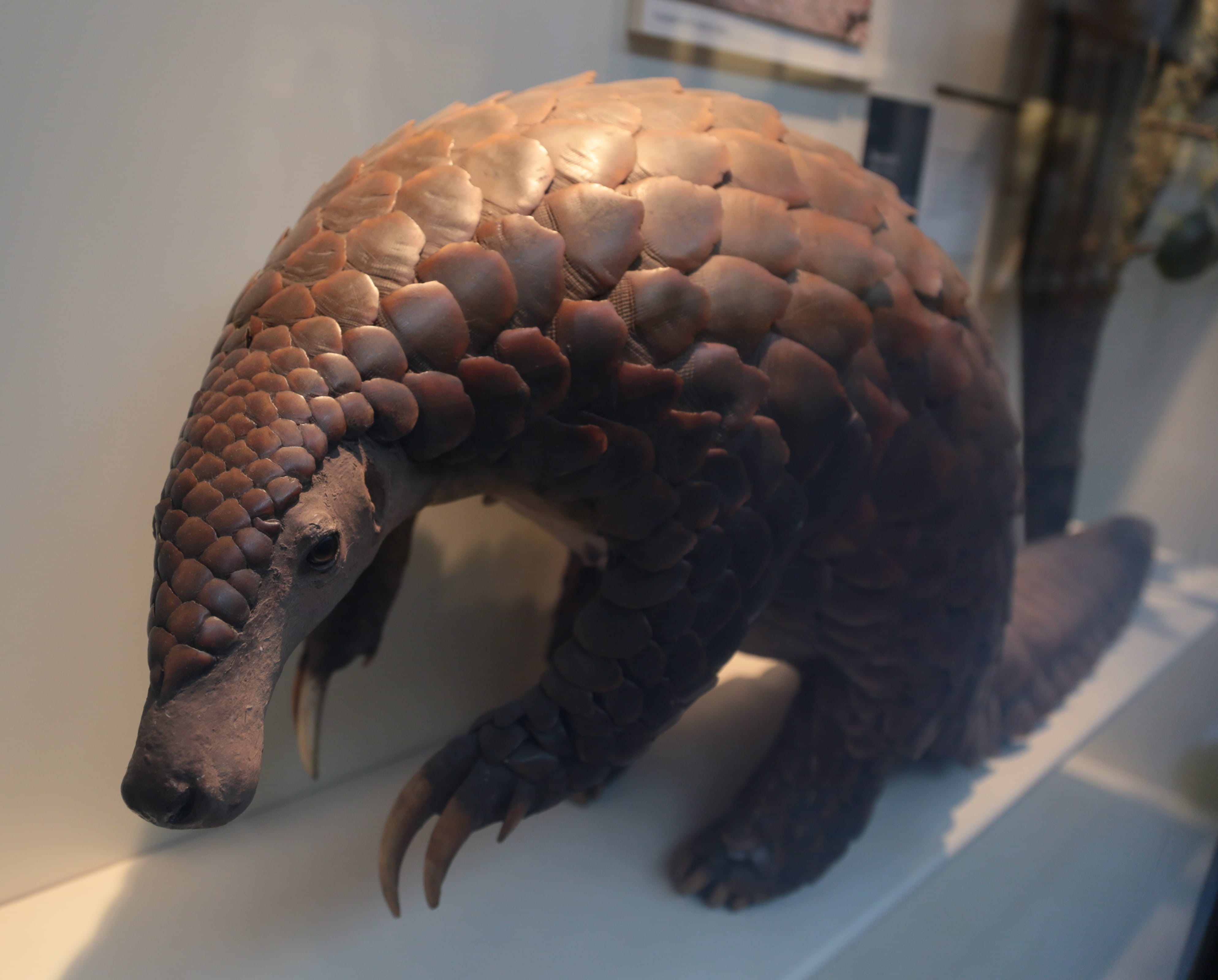 Giant-Pangolin