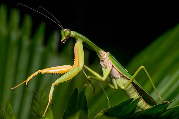 Giant-Rainforest-Mantis