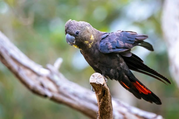Glossy-Black-Cockatoo