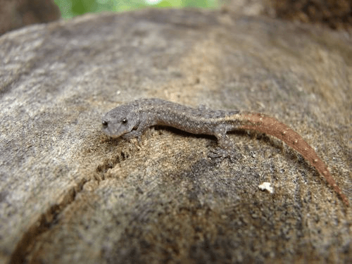 Goias-Gecko