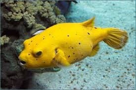 Golden-Puffer