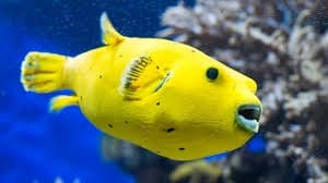 Golden-Pufferfish