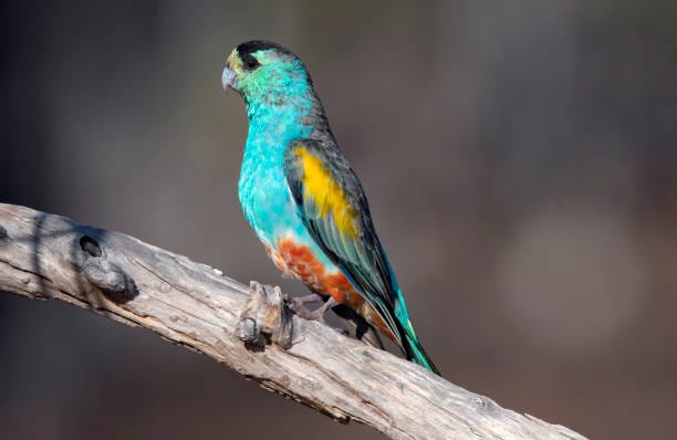 Golden-Shouldered-Parrot