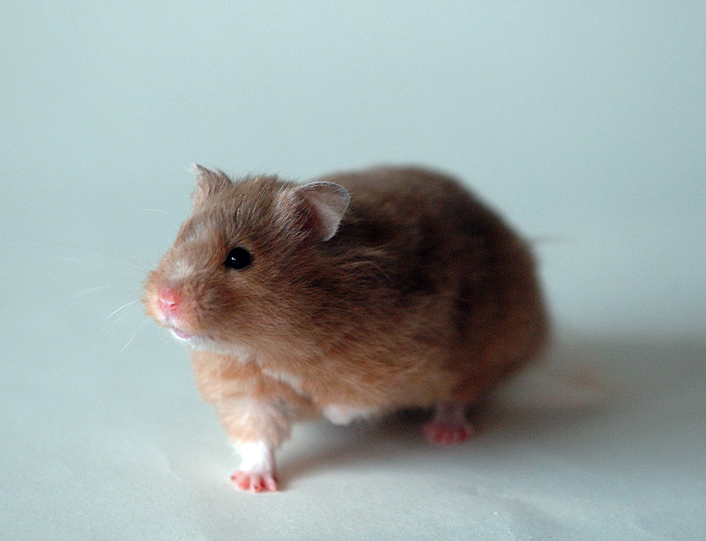 Golden-Syrian-Hamster