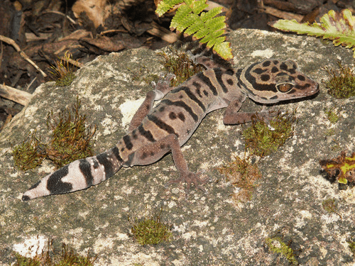 Goniurosaurus araneus