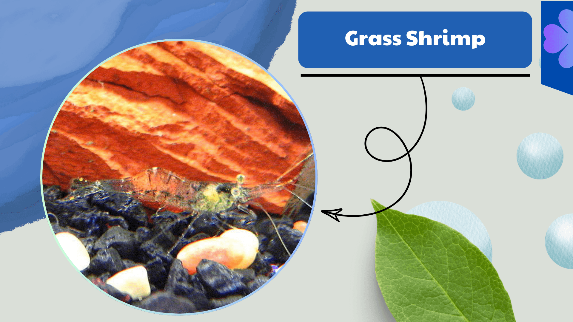 Grass Shrimp